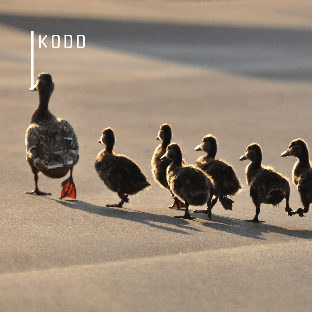 Pack Lien Do-follow sur Kodd Magazine